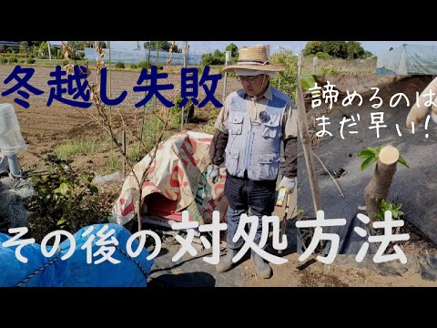園芸 冬の柑橘類を守る
