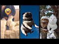 Funniest Cat Kitten Meowing FunnyCats 4850