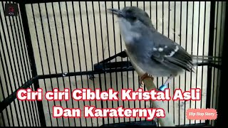 Download lagu Ciri ciri Ciblek Kristal Asli mp3