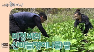 [나는농부다 249회] 미정 씨의 산마늘(명이나물) 밭