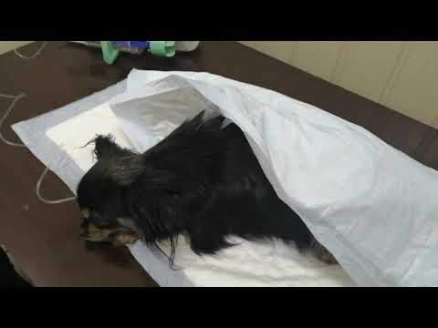 У моей Пульхерии Ивановны послеродовая экскламсия. Мы на Колтушском 45.