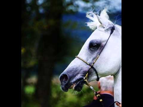 Cambiamento # Cavallo.