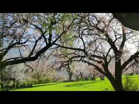 Spring Kargil Ladakh