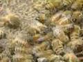 The Case of the Bad Hives -- Genetically Engineered Honeybees