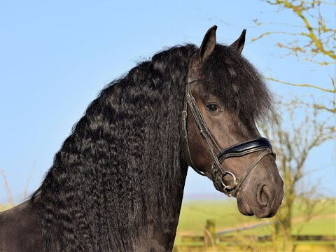 Stal Okkema's Hidzer - Markus x Tsjerk - star stallion - 1.65m - 2018