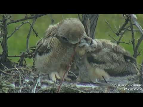 Great Horned Owl at Roger’s Place - 5/26/2022 - Two Young Owls close-up