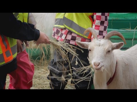 Inselflimmern - Kinderbauernhof Kirchdorf