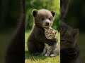 Bear Loves Cat Cat Bear Friend
