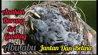 Download lagu How to differentiate between male and female grey-rumped shama chicks mp3 Download lagu How to differentiate between male and female grey-rumped shama chicks mp3