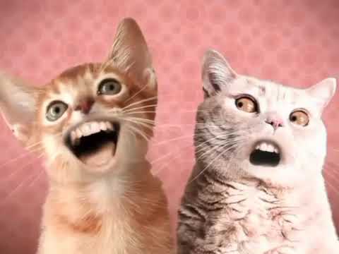 Numa Cat - Full Danish Version