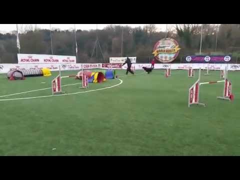 Flat Coated Retriever - Agility Dog - Finale Csen 2014 , Roma (Jumping)