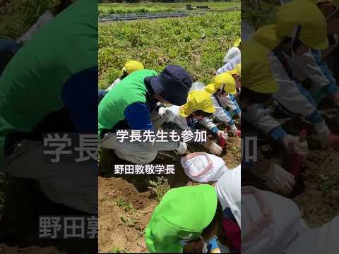【愛知教育大学】2025年度子どもキャンパスプロジェクト_附属幼稚園5歳児ジャガイモ掘りダイジェスト映像　＃愛知教育大学＃愛教大＃未来共創プラン＃子どもキャンパスプロジェクト