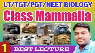 Class Mammalia Best lecture || Mammals || TGT PGT BIOLOGY || LT Biology lecture