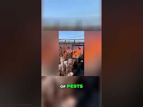 Watch How This Flamethrower Rig Clears Fields in Seconds #technology #advanced