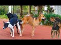 Dog Meeting In Village 2025 Love Dog