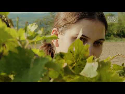 Irig - Srce Fruške gore | Vino, tradicija i priroda - Fruška gora - destinacija za sva čula