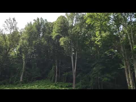 A beautiful morning at my mountain.