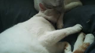 (ฅ゜ڡ゜ฅ)ﾍﾟﾛｯ♡