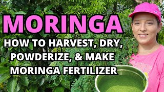 Moringa: How To Harvest, Dry, Powderize, & Make Moringa Fertilizer #garden #plants #homestead