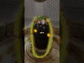 Har Har Bhola Shambhu Hemant Chauhan Gujarati Bhajan New Mahadev Status Har Har Mahadev