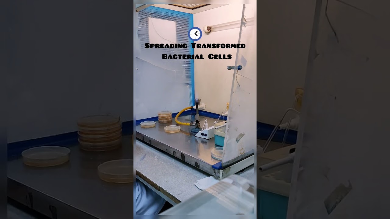 Biotechnology {Spreading Transformed Bacterial Cells on Selection media plates} 🧬😶‍🌫️