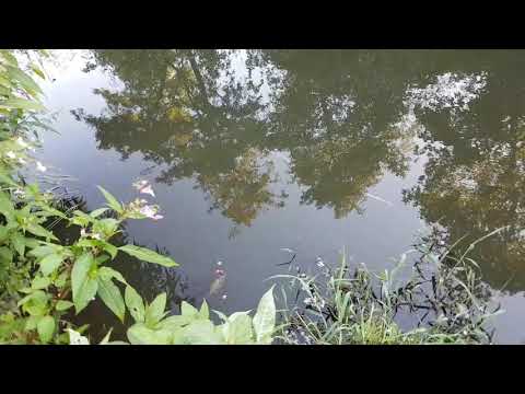 Chub in the early morning after work. Salmo tiny does the work