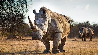 Facing Africa's Most Dangerous Animals | Our World
