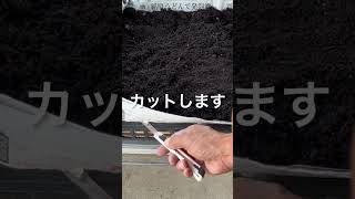 玉ねぎ種まき！ここがポイント😄