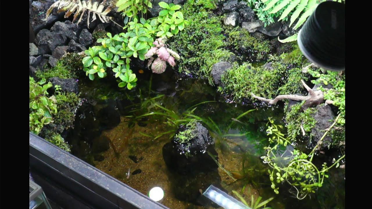 アクアリウム水槽部屋ライブ　「就職の報告」前回の続きです。料理は未定