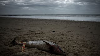 Dutzende tote Delfine an den Stränden der Ile de Ré in nur 3 Tagen gefunden