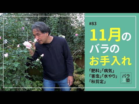 アジサイの越冬方法は？ 11月にやるべきすべての正しいこと  庭園