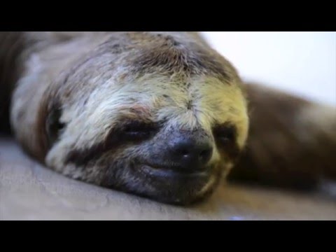 Brazil/amazon/Pantanal