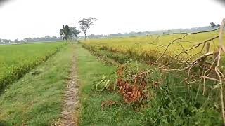 Download lagu Story WA perjalanan di sawah | Dere - Kota mp3 Download lagu Story WA perjalanan di sawah | Dere - Kota mp3