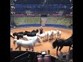 Vidbel Liberty Horse Team
