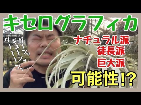 Lycopodium clavatum、右 Lycopodium annotinum、左