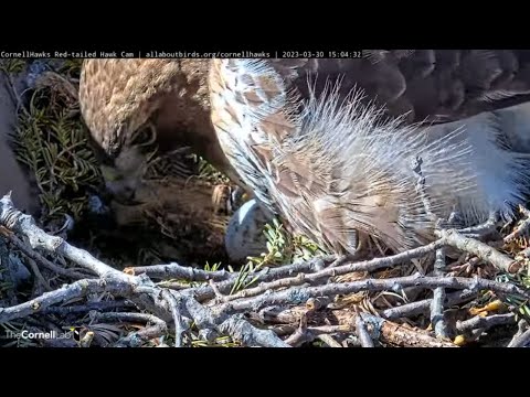 Big Red Lays An Egg! Cornell Hawks Begin 2023 Nesting Season | March 30, 2023