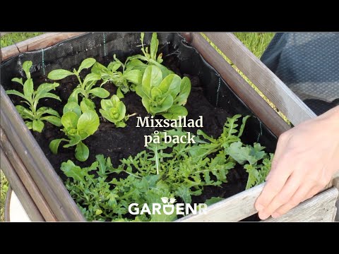 Odla din egen mixsallad - Trädgårdshacks med GardenR
