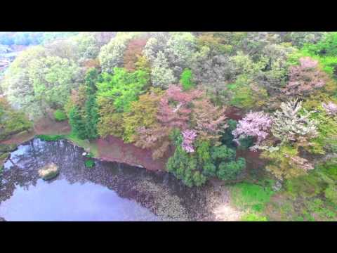 生命医科学科 東京薬科大学　桜の季節