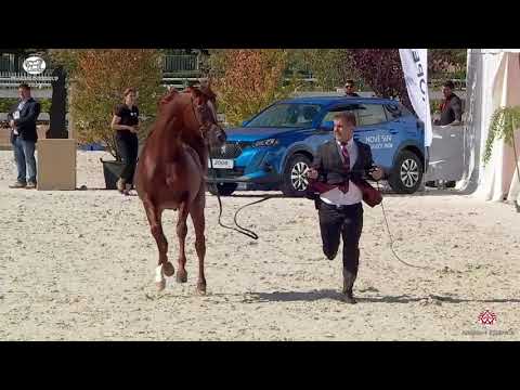 N 37 BELMARI   Prague 2020   Intercup   3 Years Old Colts Class 6