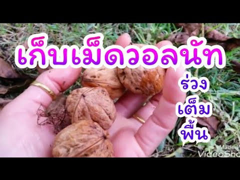 มัมมี่สำหรับแรงชาย เพลี้ยกระโดดสีน้ำตาลและความแข็งแรง
