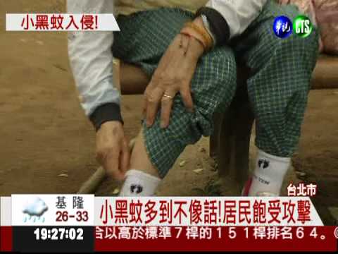 小黑蚊攻陷! 天母公園飽受蚊害