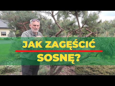 How to thicken a pine tree