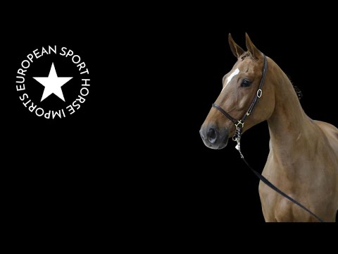 4yo gelding x United touch