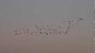preview picture of video 'Snow & Ross's Geese - Racine Co. - 13 March 2012'