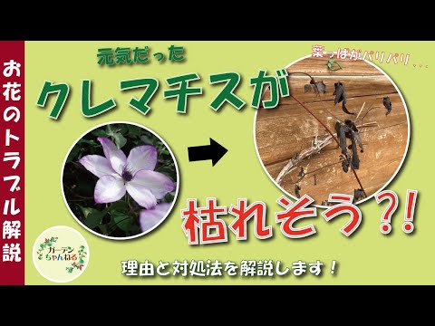 園芸 日本の妖精の鐘