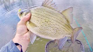 This place has GIANT White Bass!