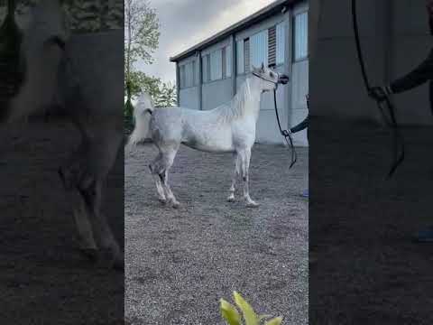 بنت بشير الريان مصرية بيور