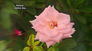 Download lagu AKU JATUH CINTA - BROERY MARANTIKA LIRIK mp3 Download lagu AKU JATUH CINTA - BROERY MARANTIKA LIRIK mp3