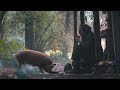 Pig 2021 Movie Recap
