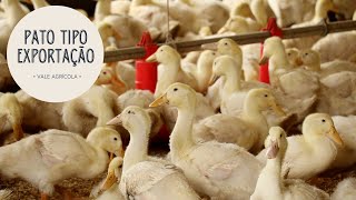 Miniatura do vídeo